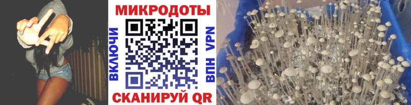 Псилоцибиновые грибы Psilocybe  Зея 